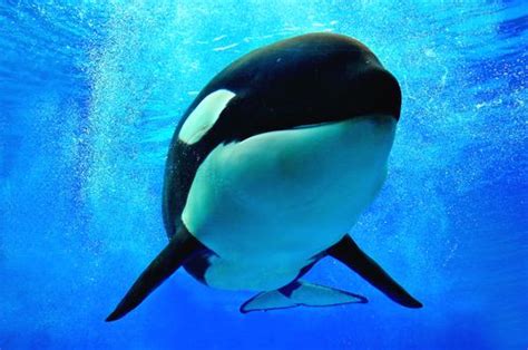 SeaWorld EZ Pay Plaintiffs Win Class Certification 